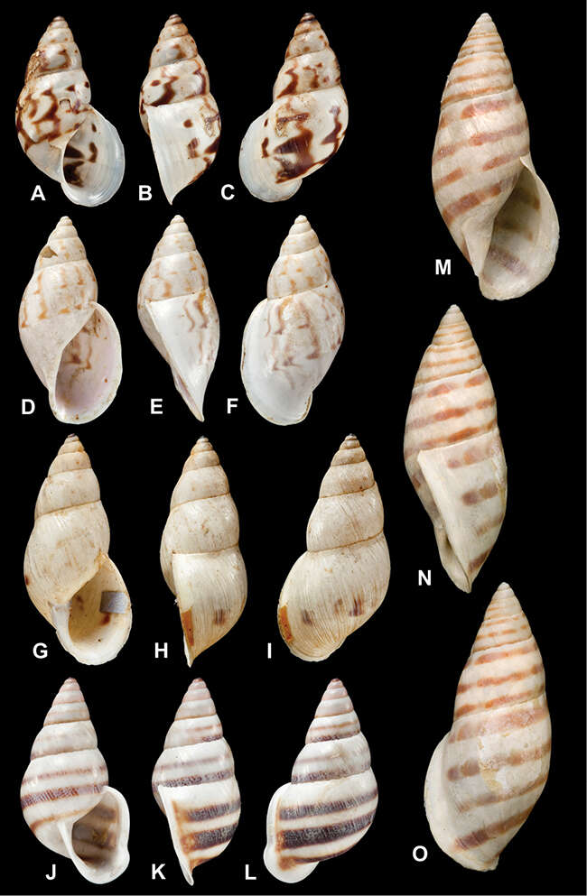 Image of <i>Bulimus protractus</i> L. Pfeiffer 1855