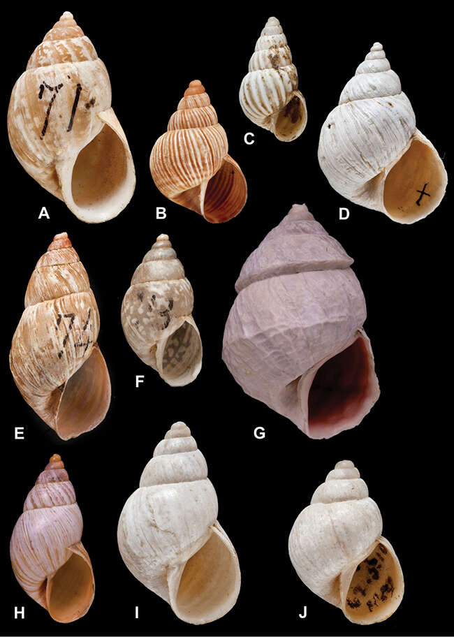 Image of Planorboidea