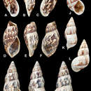 Image of <i>Otostomus pulcherrimus</i> H. Adams 1867