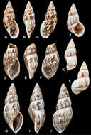 صورة <i>Otostomus pulcherrimus</i> H. Adams 1867