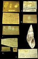 صورة <i>Otostomus pulcherrimus</i> H. Adams 1867