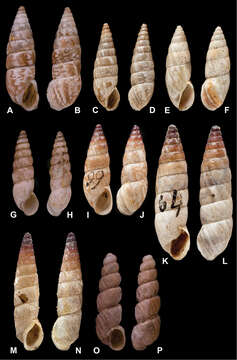 Image of <i>Bulinus pupiformis</i> Broderip 1832