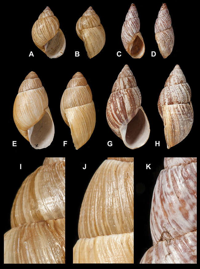 Image of Testacelloidea Gray 1840