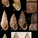 صورة Naesiotus crepundia (d'Orbigny 1835)