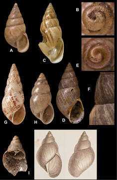 Image of Naesiotus crepundia (d'Orbigny 1835)