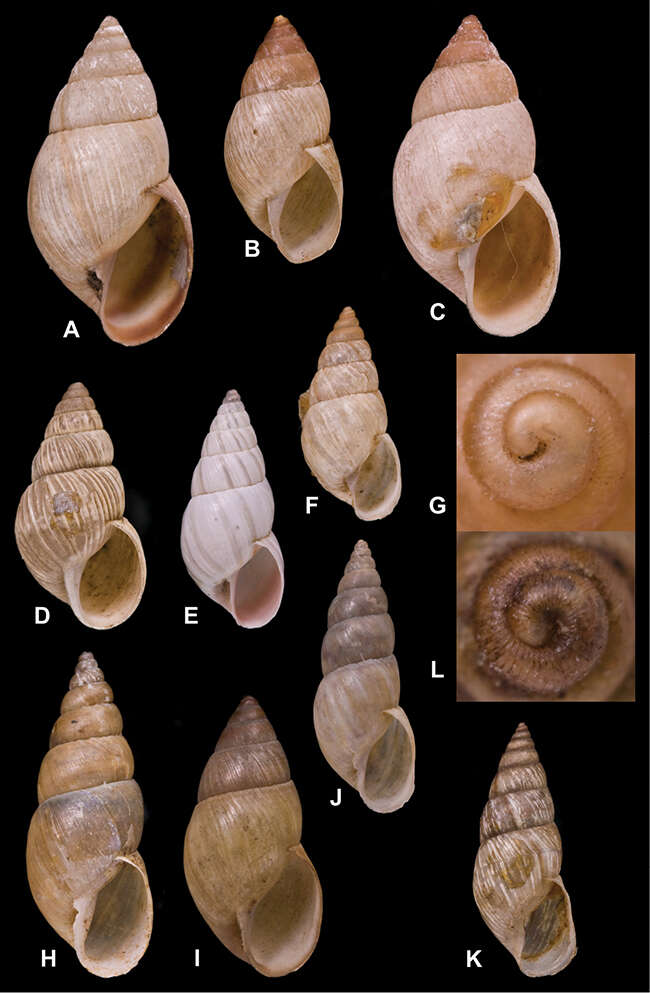 Image of Naesiotus rocayanus (d'Orbigny 1835)