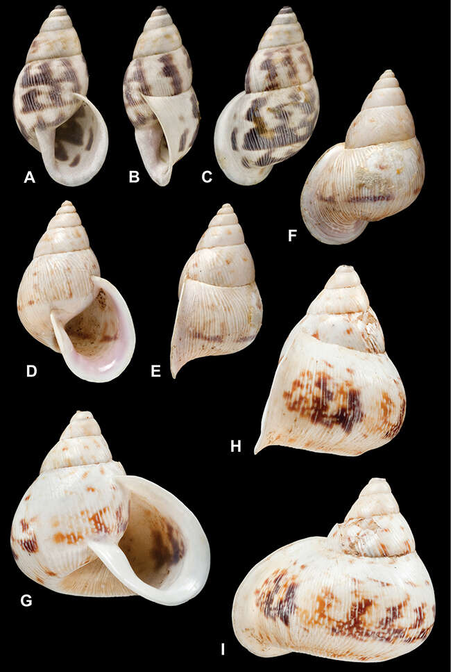 Image of <i>Otostomus scitus</i> H. Adams 1867