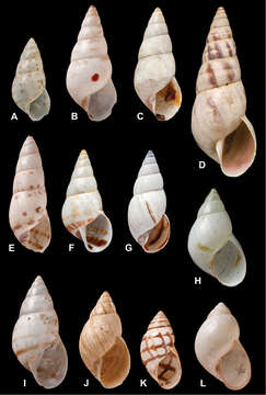 Image of <i>Bulimus sisalensis</i> Morelet 1849