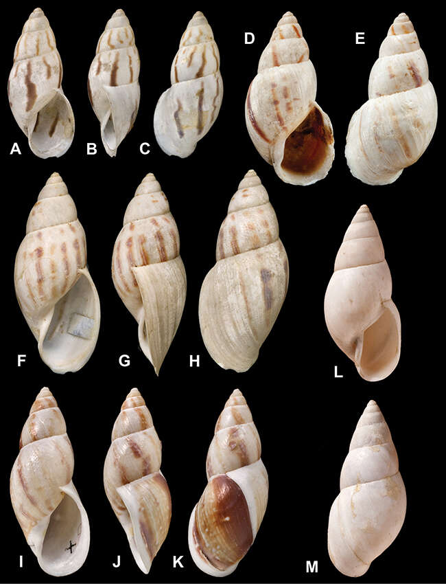 Image of <i>Bulimus attenuatus</i> L. Pfeiffer 1853