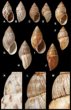 Image of <i>Bulimus subfasciatus</i> Pfeiffer 1853