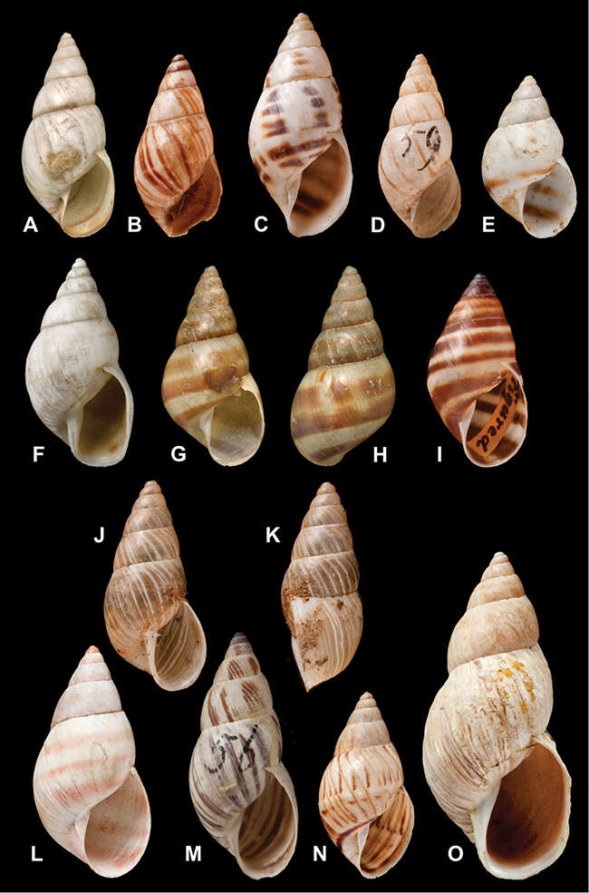 Image of <i>Bulimus sulcosus</i> Pfeiffer 1841