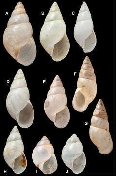 Image of <i>Bulimus sulphureus</i> Pfr