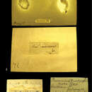 Image of <i>Bulimus tenuilabris</i> Pfeiffer 1866