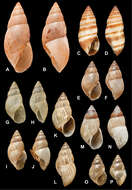 Image of <i>Helix turritella</i> d'Orbigny 1835