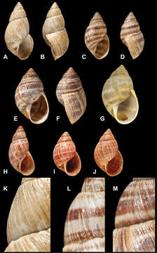 <i>Bulinus badius</i> Sowerby 1835 resmi