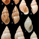 Image of Bulimulus vesicalis (L. Pfeiffer 1853)