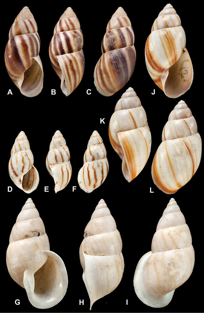 Image of <i>Bulimus zhorquinensis</i> Angas 1879