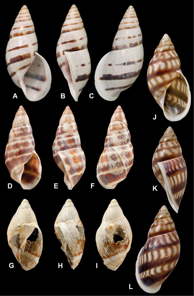 Image of <i>Bulimus bogotensis</i> Pfeiffer 1855