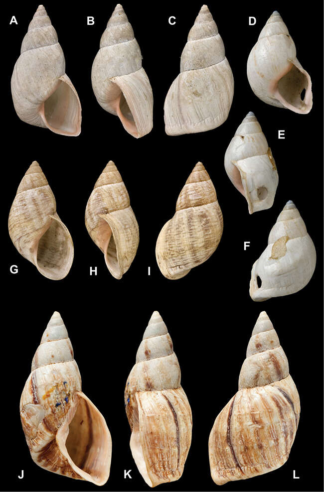 Image of <i>Bulimus bourcieri</i> Pfeiffer 1853