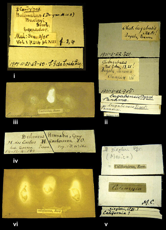 صورة <i>Otostomus bugabensis</i> Martens 1893