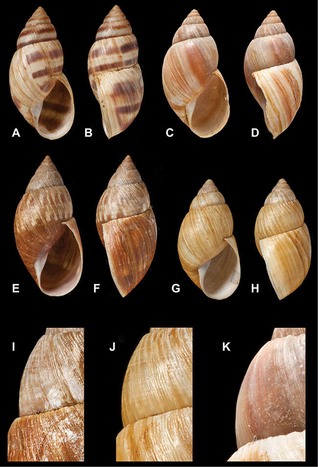 Image of <i>Bulimus caliginosus</i> Reeve 1849