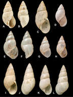 صورة <i>Otostomus championi</i> Martens 1893