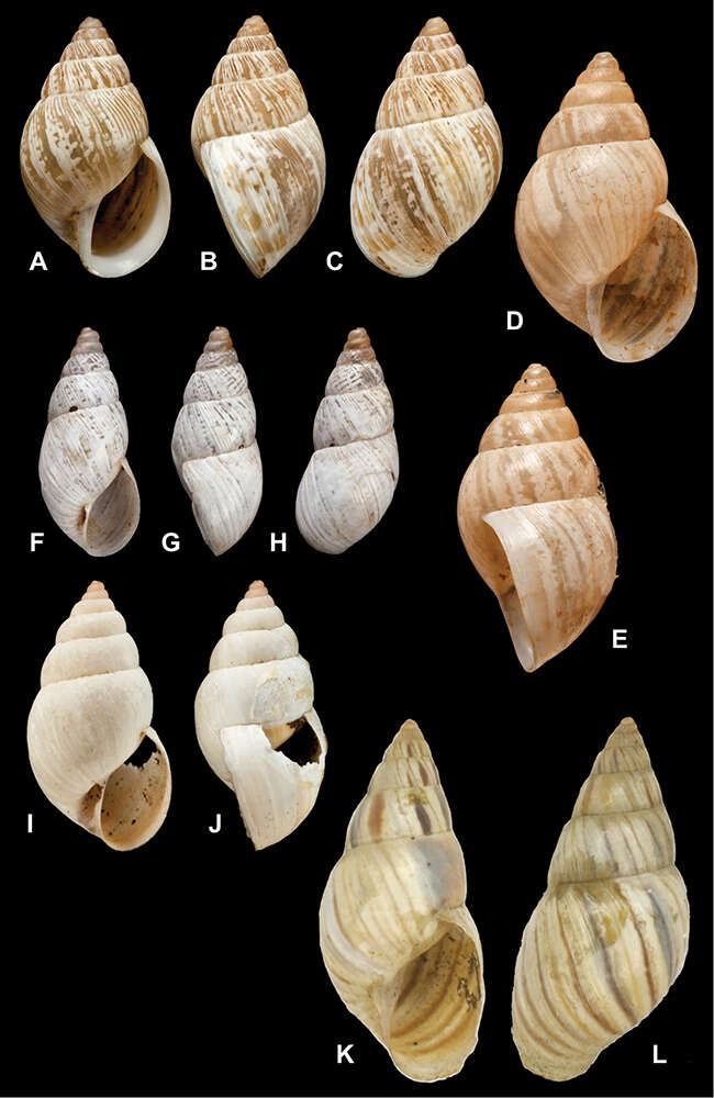 Image of <i>Bulimus clarus</i> Pfeiffer 1857