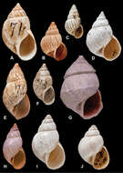 Image of <i>Bulimulus compactus</i> Fulton 1902