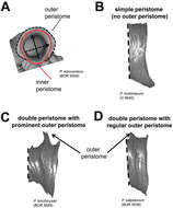 Image of Cyclophoroidea