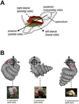 Image of Cyclophoroidea