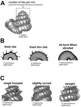 Image of Cyclophoroidea