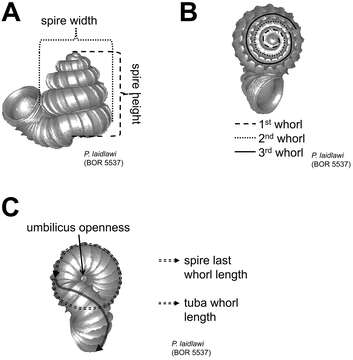 Image of Cyclophoroidea