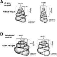 Слика од Cyclophoroidea