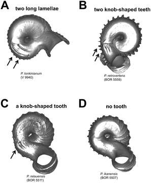 Image of Cyclophoroidea