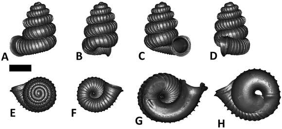 Image of Plectostoma panhai (Maassen 2001)