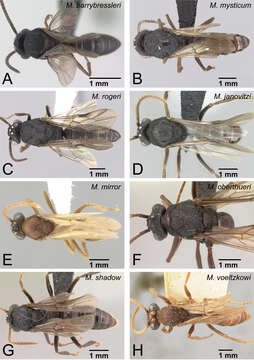 Image of Mystrium oberthueri Forel 1897