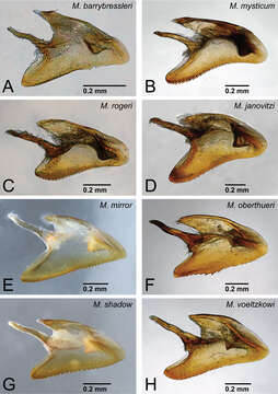 Image of Mystrium oberthueri Forel 1897