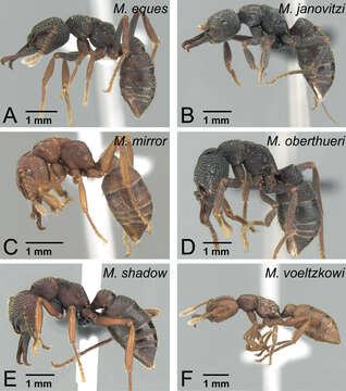 Image of Mystrium oberthueri Forel 1897