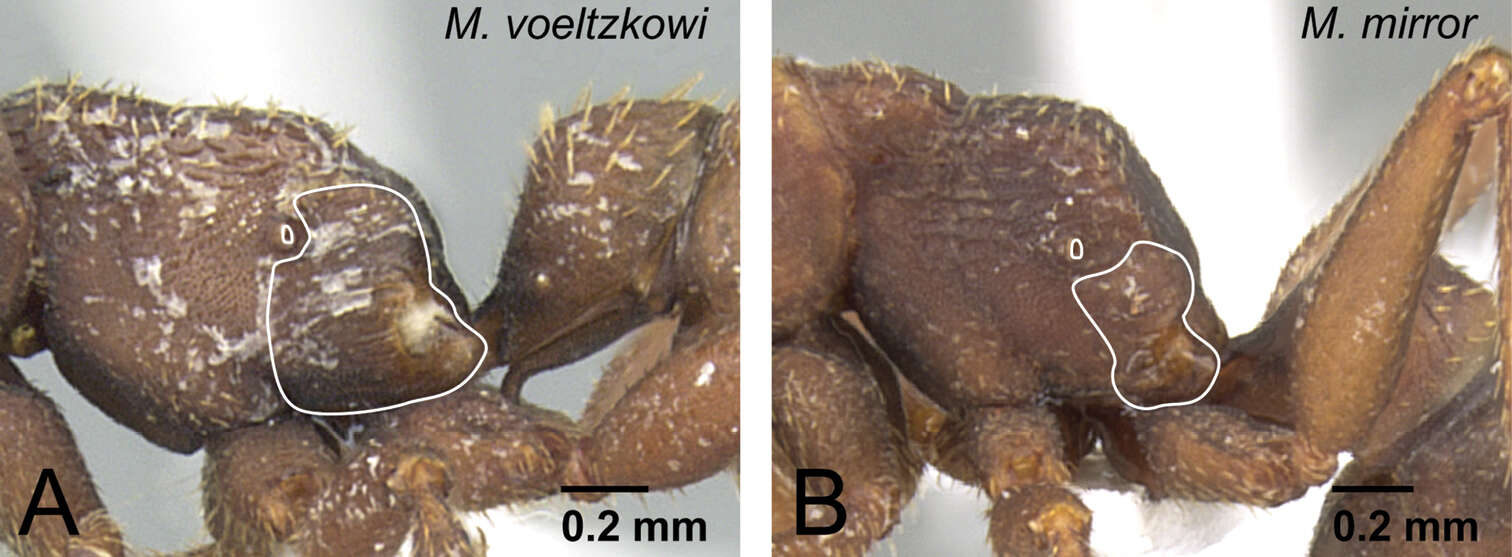 Image of Mystrium voeltzkowi Forel 1897