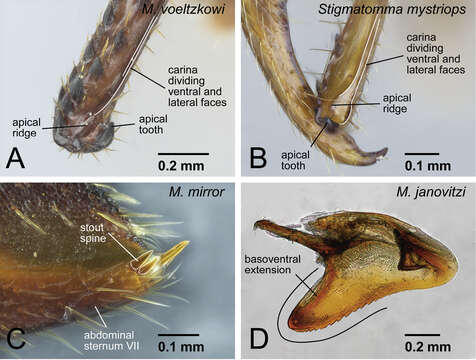 Image of Mystrium voeltzkowi Forel 1897