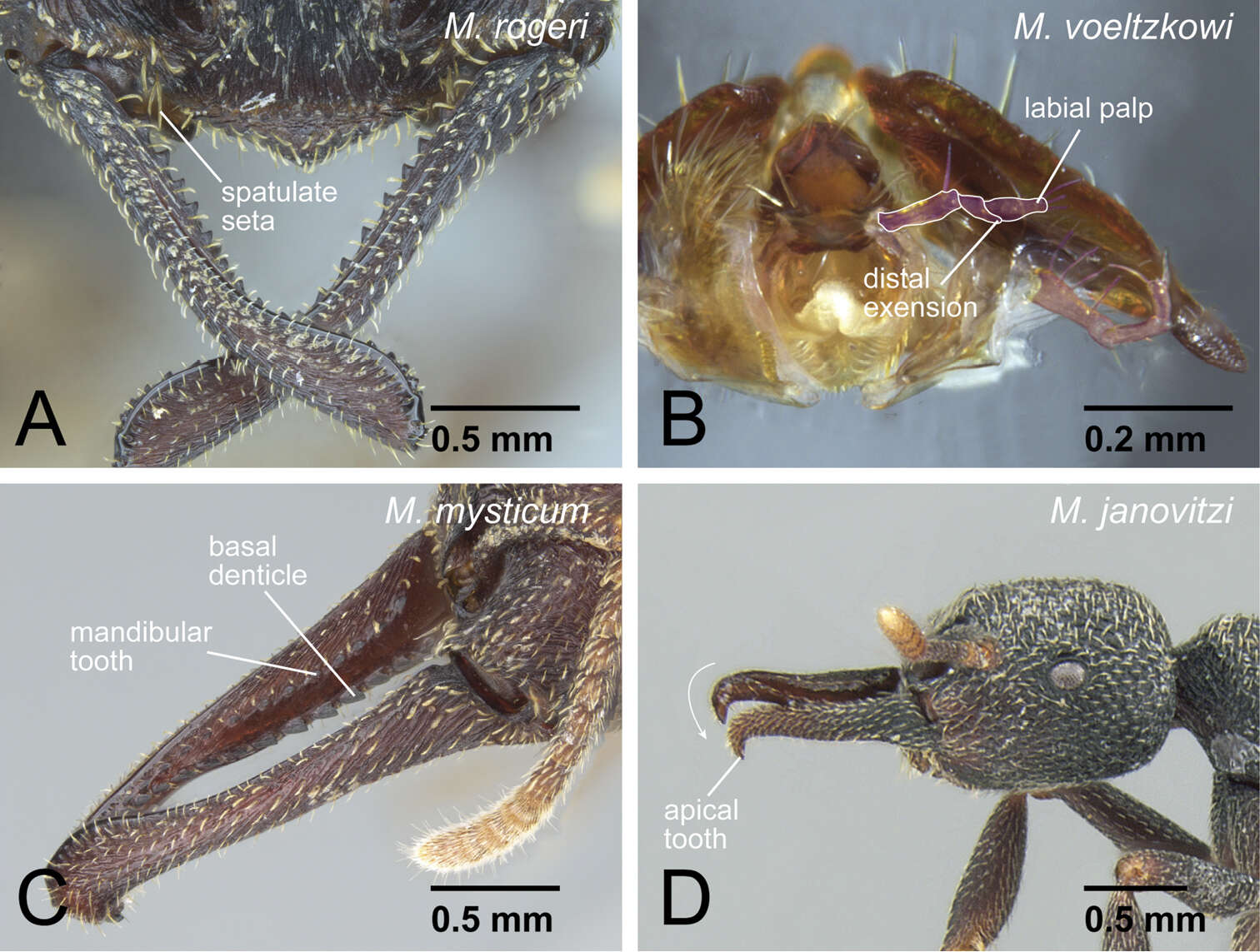 Imagem de Panarthropoda