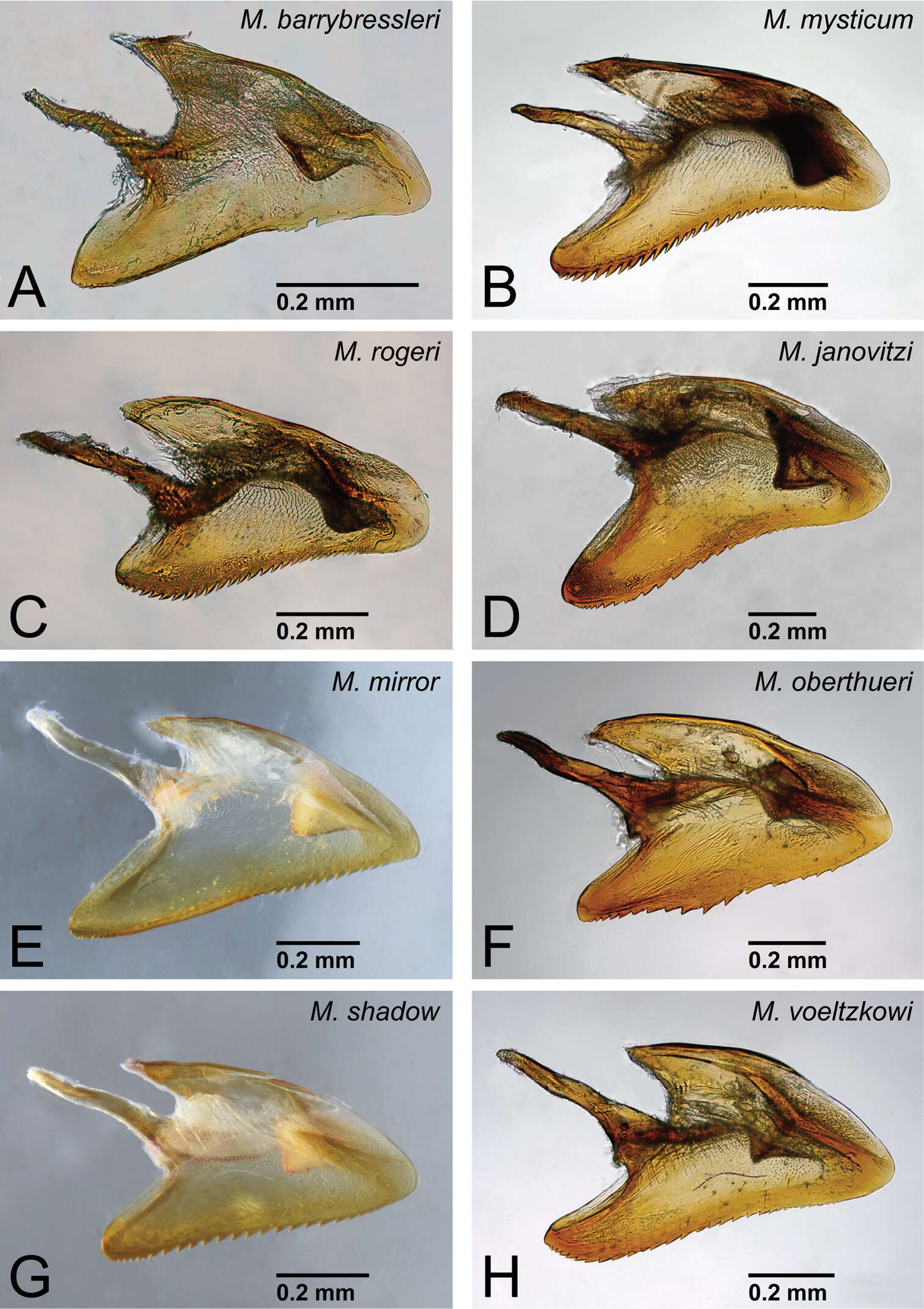 Image of Mystrium rogeri Forel 1899