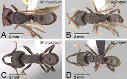 Image of Mystrium rogeri Forel 1899