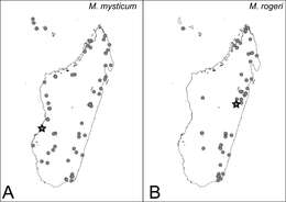 Image of Mystrium rogeri Forel 1899