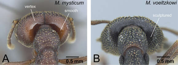 Image of Mystrium rogeri Forel 1899