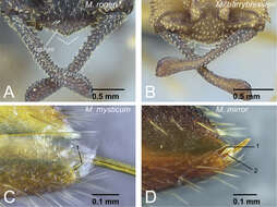 Image of Mystrium rogeri Forel 1899