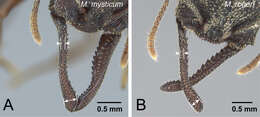 Image of Mystrium rogeri Forel 1899