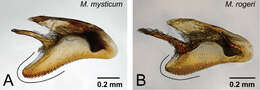 Image of Mystrium rogeri Forel 1899