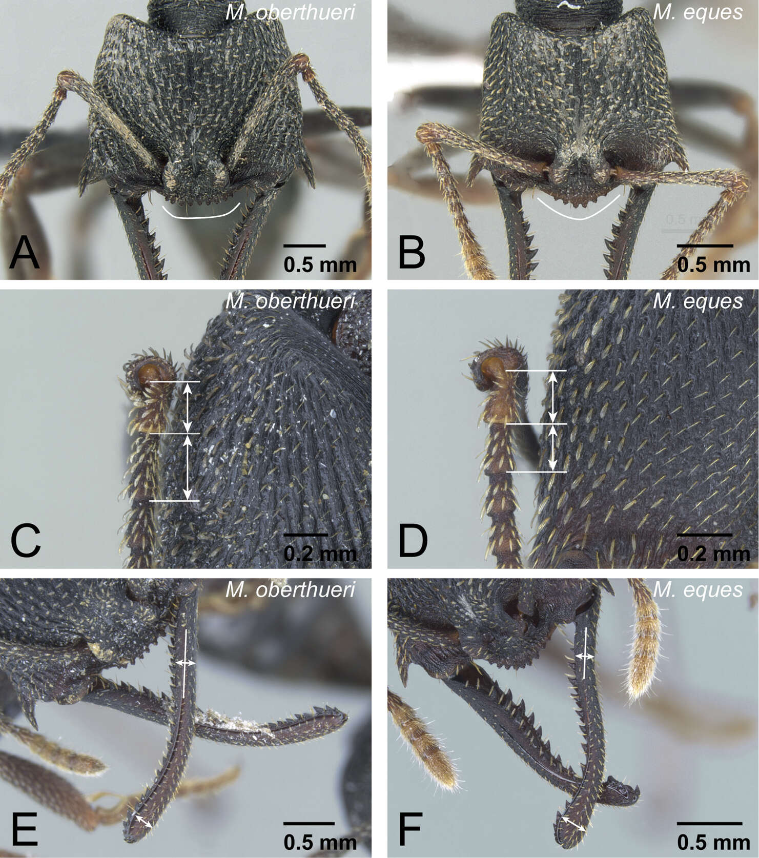 Image of <i>Mystrium eques</i>