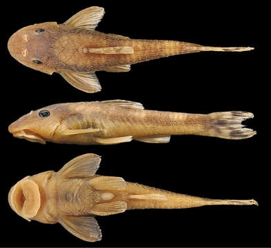 Image of Curculionichthys